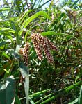 Persicaria senegalensis