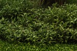 Persicaria senegalensis