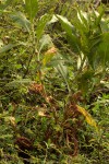 Persicaria senegalensis