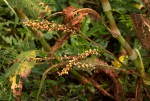 Persicaria senegalensis