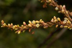 Persicaria senegalensis