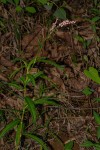 Persicaria decipiens