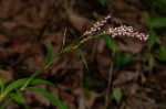 Persicaria decipiens