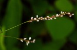 Persicaria decipiens