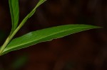 Persicaria decipiens