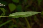 Persicaria decipiens