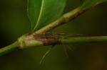 Persicaria decipiens