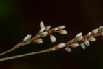 Persicaria decipiens