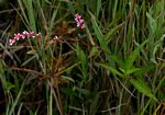 Persicaria decipiens