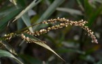 Persicaria decipiens