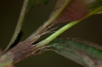 Persicaria decipiens