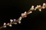 Persicaria decipiens