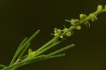 Lophiocarpus tenuissimus