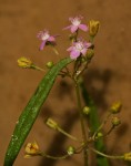 Gisekia africana