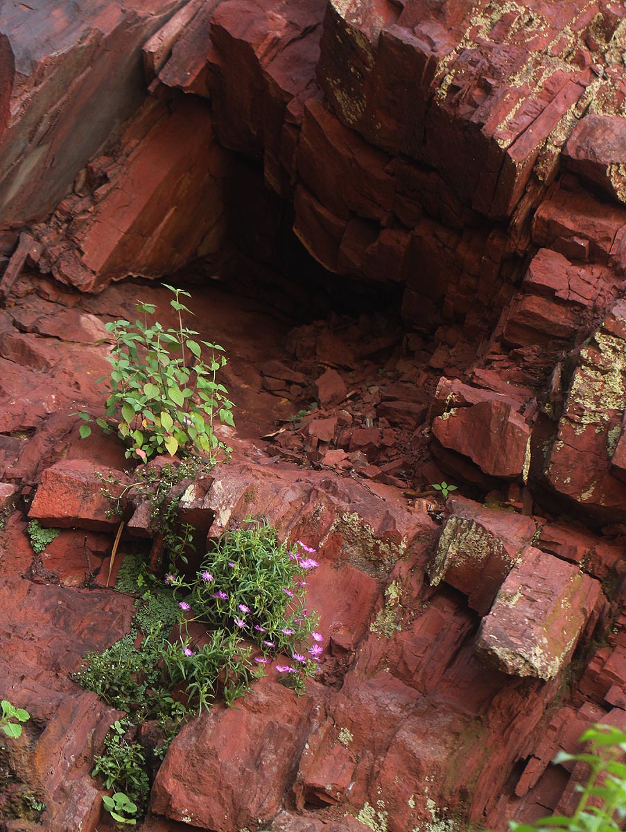 Delosperma mahonii