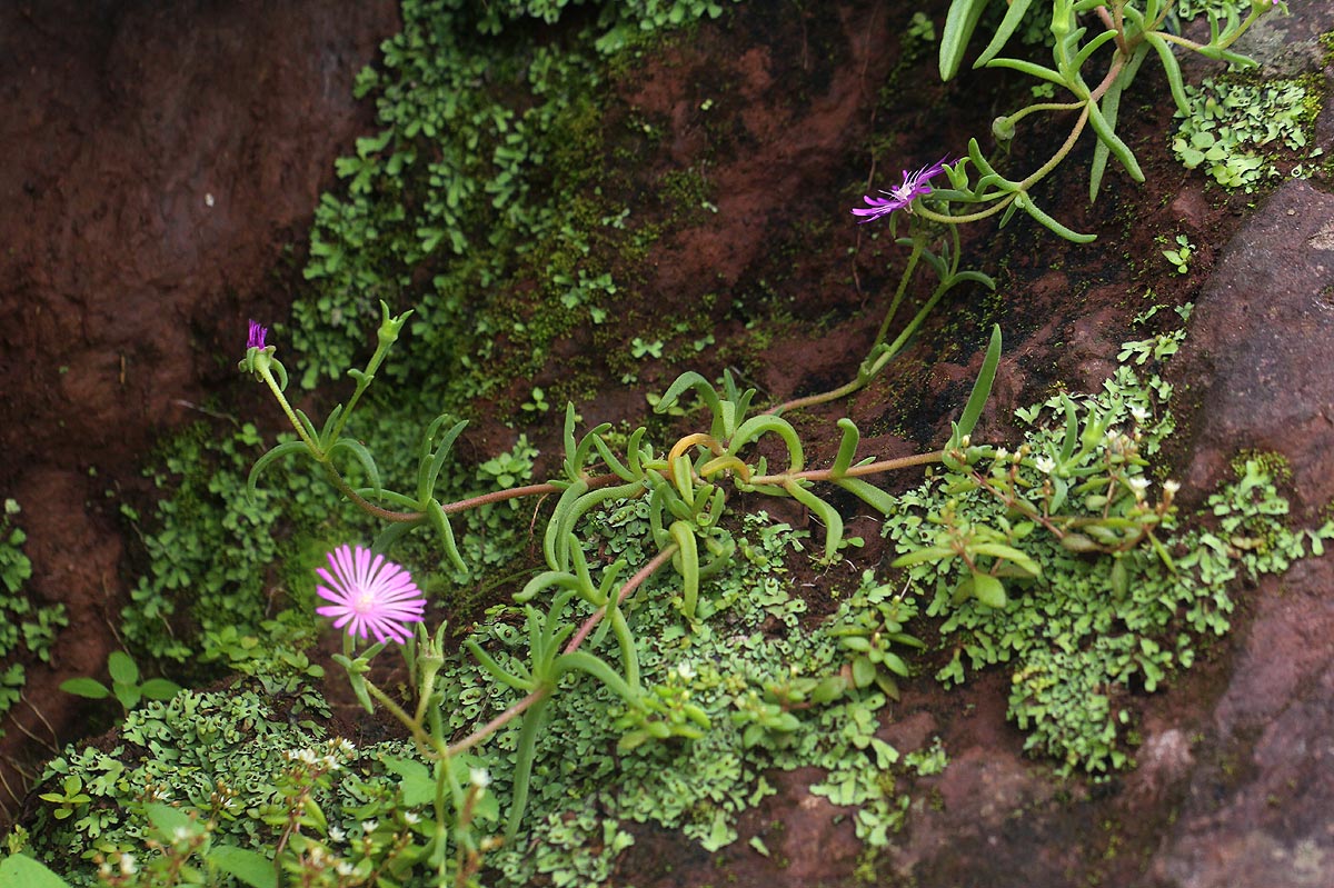 Delosperma mahonii