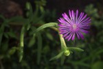 Delosperma mahonii