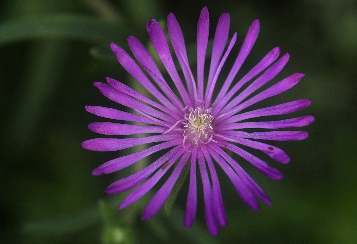 Delosperma mahonii