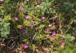 Delosperma mahonii