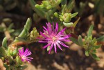 Delosperma mahonii