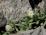 Delosperma steytlerae