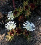 Delosperma steytlerae