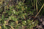 Delosperma steytlerae