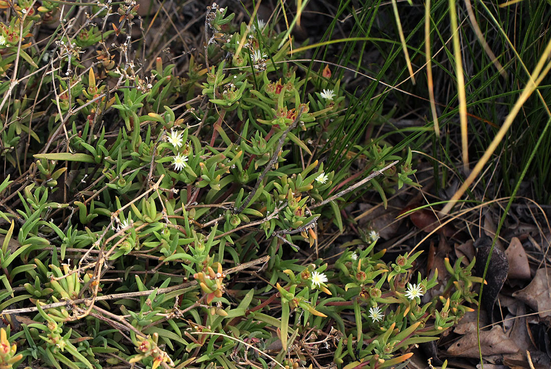 Delosperma steytlerae