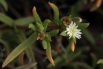 Delosperma steytlerae