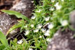 Delosperma steytlerae