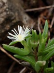 Delosperma steytlerae