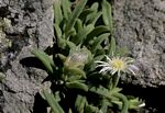 Delosperma steytlerae