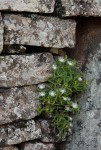 Delosperma steytlerae