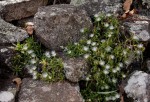 Delosperma steytlerae