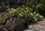 Delosperma steytlerae