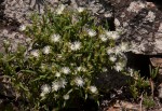 Delosperma steytlerae