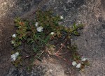 Delosperma steytlerae