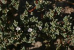 Portulaca hereroensis