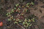 Portulaca hereroensis