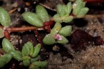 Portulaca hereroensis