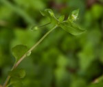 Stellaria media