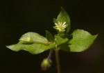 Stellaria media