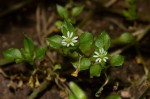 Stellaria media