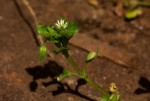 Stellaria media