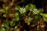 Stellaria media