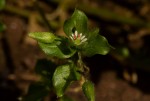 Stellaria media