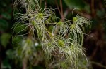 Clematis brachiata