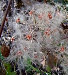 Clematis brachiata