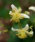 Clematis brachiata