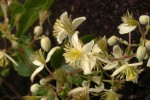 Clematis brachiata